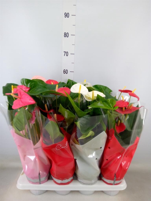 <h4>Anthurium ...mix 4</h4>