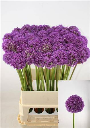 <h4>Allium Ambassador</h4>