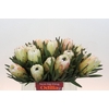Protea White Night