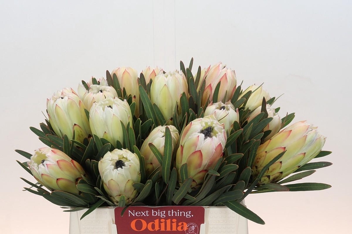 Protea White Night