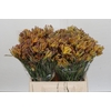 Anigozanthos Bush Blitz