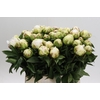 Paeonia Lactiflora Grp 'Snow Princess'