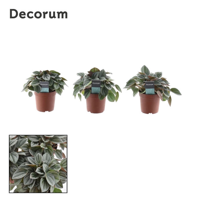 Peperomia Napoli Nights