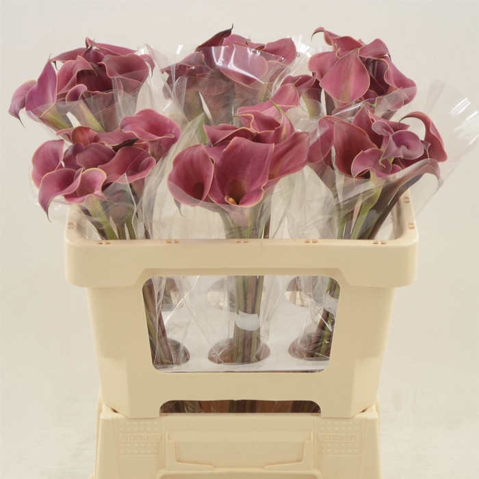 <h4>Calla Red Charm</h4>