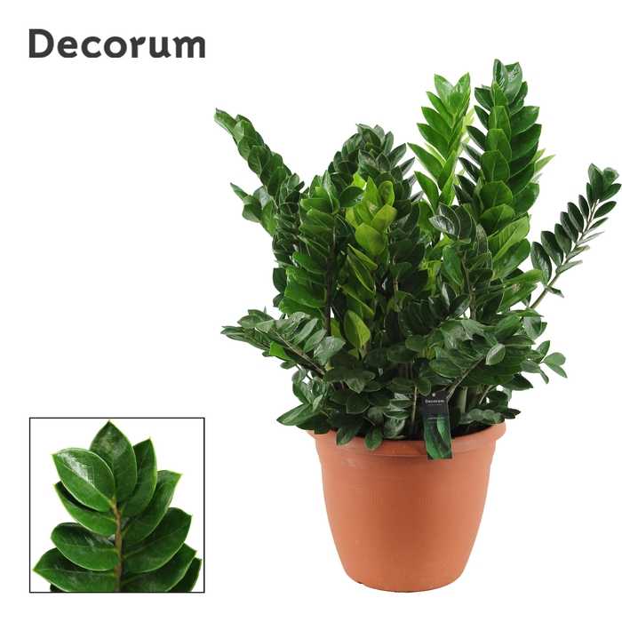 <h4>Zamioculcas 37 cm, 15+ veren (Decorum)</h4>