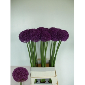 ALLIUM AMBASSADOR