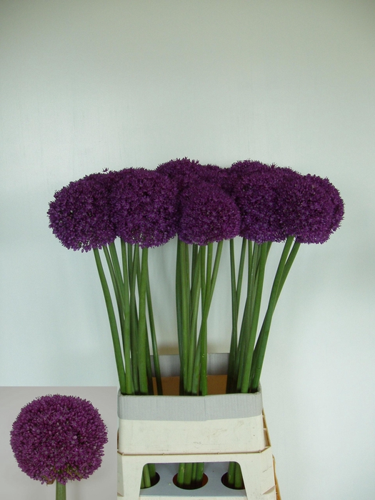 <h4>ALLIUM AMBASSADOR</h4>