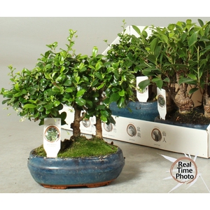 BONSAI GEM
