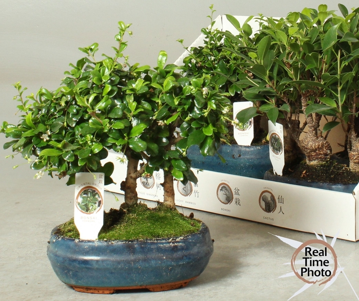 <h4>BONSAI GEM</h4>