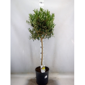 Olea europaea