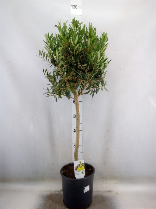 <h4>Olea europaea</h4>