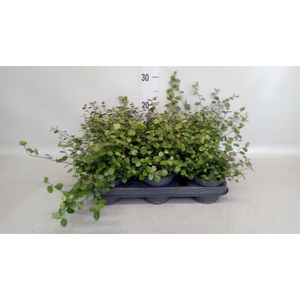 Muehlenbeckia com. 'Mao'ri'