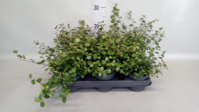<h4>Muehlenbeckia com. 'Mao'ri'</h4>