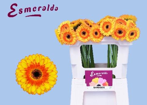 <h4>GE MI BARBADOS</h4>