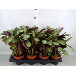 Ctenanthe burle-marxii 'Amagris'