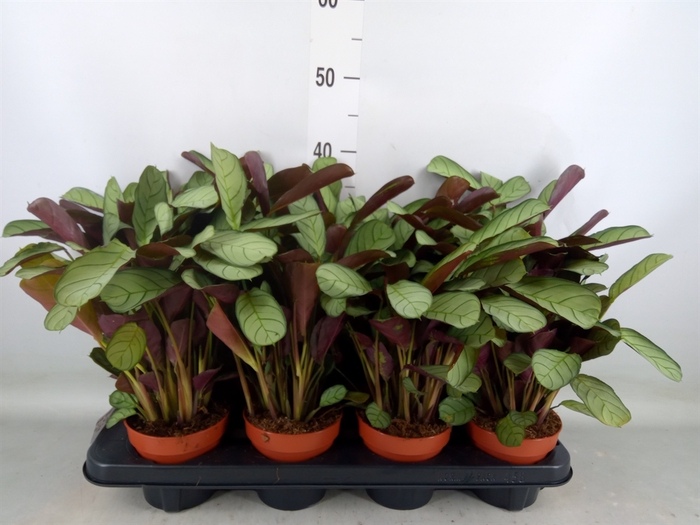 <h4>Ctenanthe burle-marxii 'Amagris'</h4>