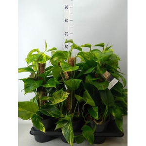 Epipremnum pinn.   ...moss stick