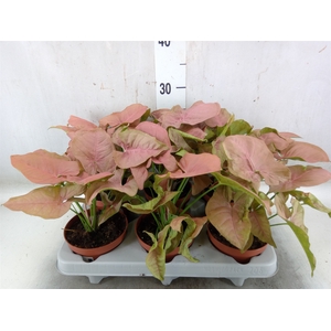 Syngonium   ...