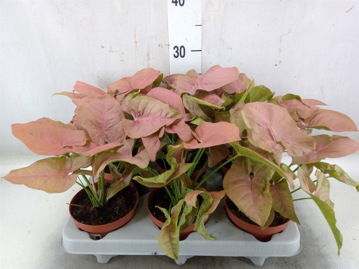 <h4>Syngonium   ...</h4>