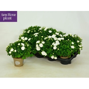 CAMP IS DUBLIN WHITE