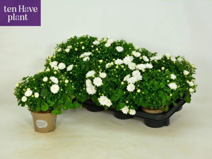 <h4>CAMP IS DUBLIN WHITE</h4>