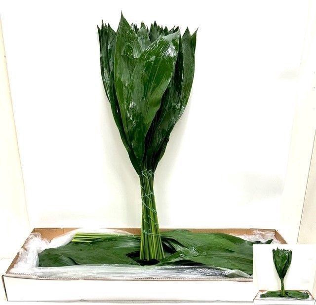 <h4>ASPID ELATIOR</h4>