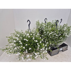 LOBE WHITE STAR