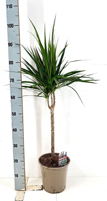 <h4>DRA MARGINATA</h4>