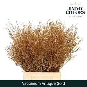 Vaccinium L50 Antiek goud