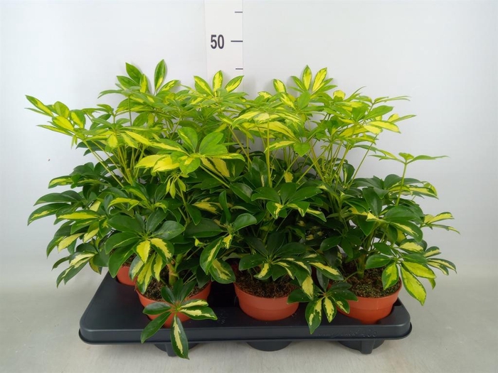 <h4>Schefflera arbor. 'Gerda'</h4>