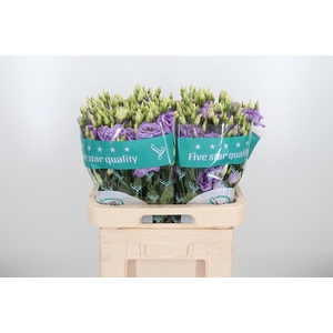 Eus G Corelli Lavend