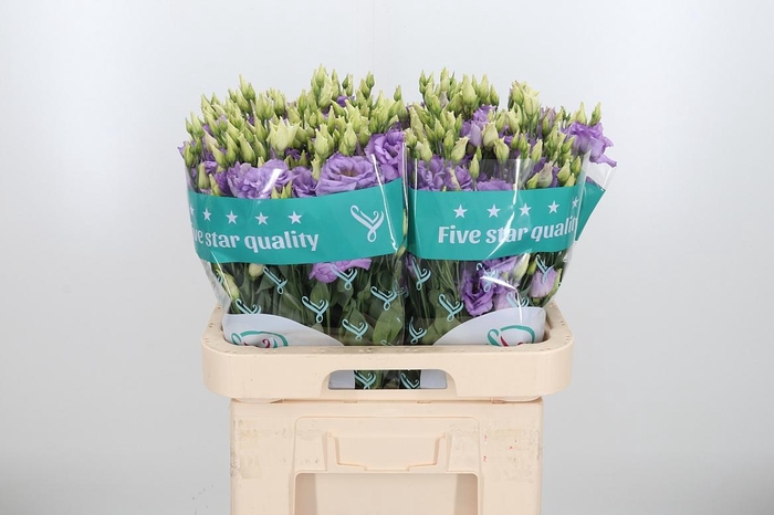 <h4>Eus G Corelli Lavend</h4>