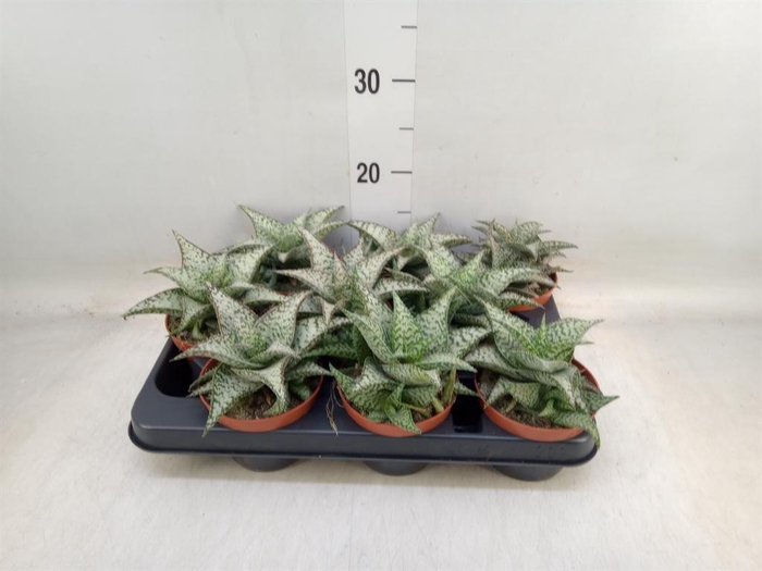 <h4>Aloe variegata 'Tribal'</h4>