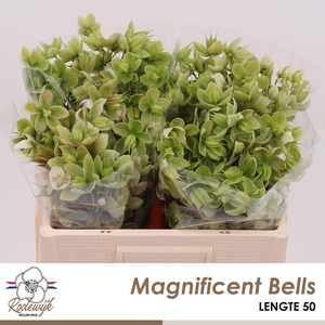 HELL  MAGNIFIC BELLS