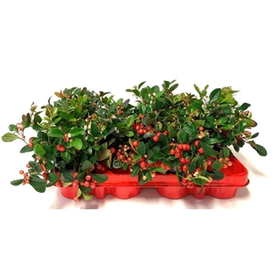 Gaultheria proc.
