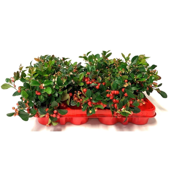 <h4>Gaultheria proc.</h4>