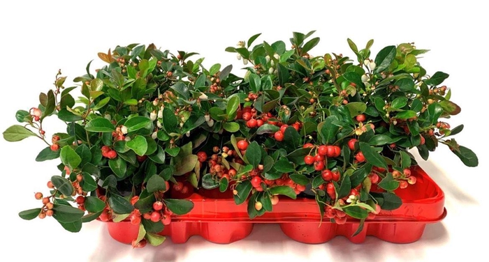 Gaultheria proc.