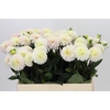 Dahlia White Isa