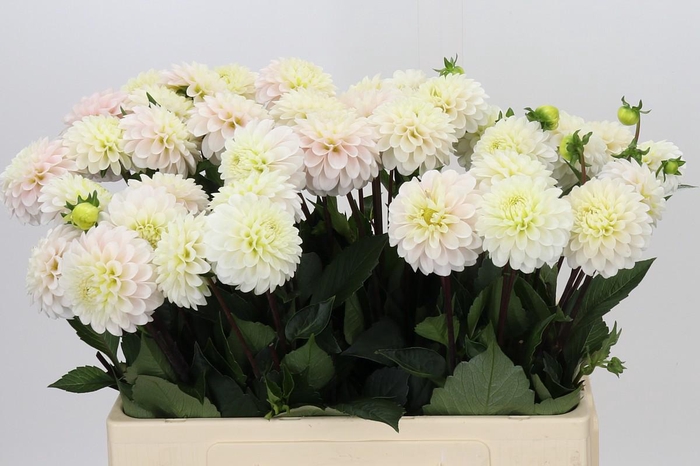 Dahlia White Isa