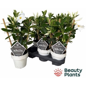 MANDE SUMMERST WHITE