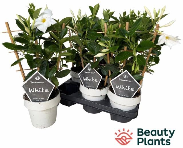 <h4>MANDE SUMMERST WHITE</h4>