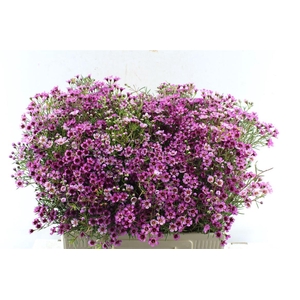 Chamelaucium Grand Jupiter