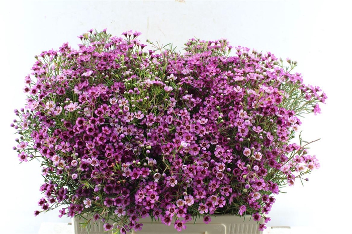 <h4>Chamelaucium Grand Jupiter</h4>