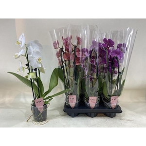 PHAL GEM