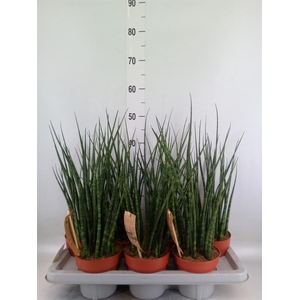 Sansevieria  'Fernwood'