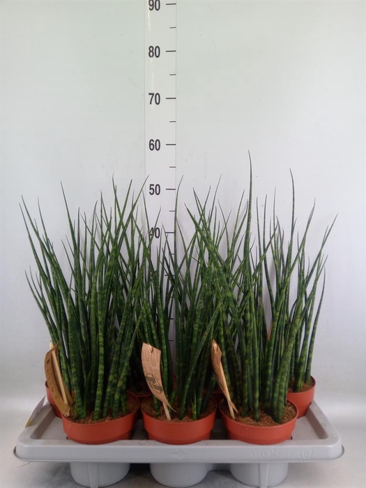 <h4>Sansevieria  'Fernwood'</h4>