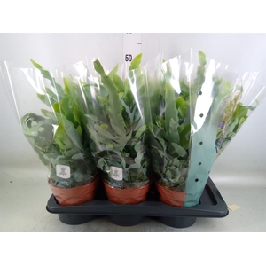 Phlebodium aureum 'Blue Star'