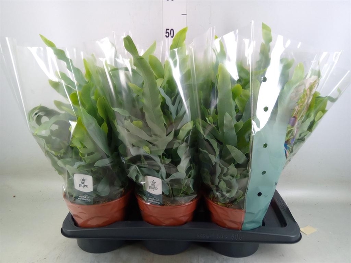 <h4>Phlebodium aureum 'Blue Star'</h4>