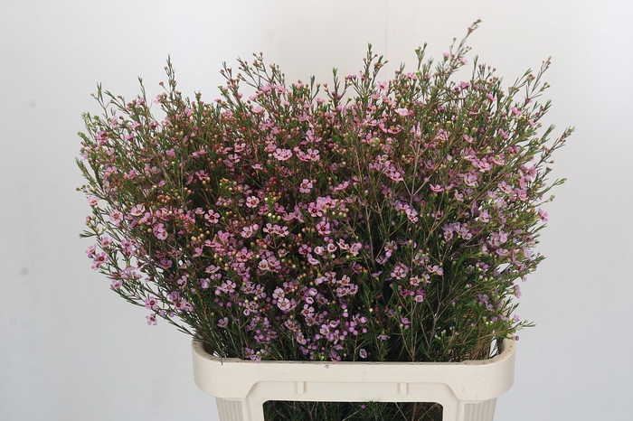 <h4>Chamelaucium Early Nir</h4>