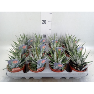 Haworthia fasciata 'Alba'